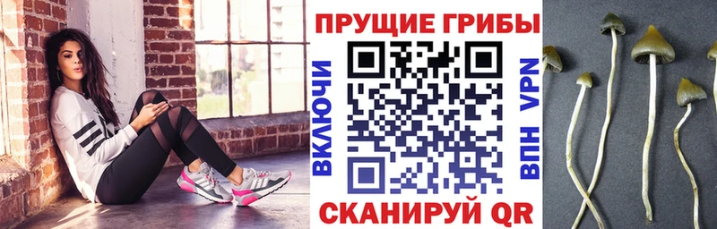 Псилоцибиновые грибы Psilocybine cubensis  Хотьково 